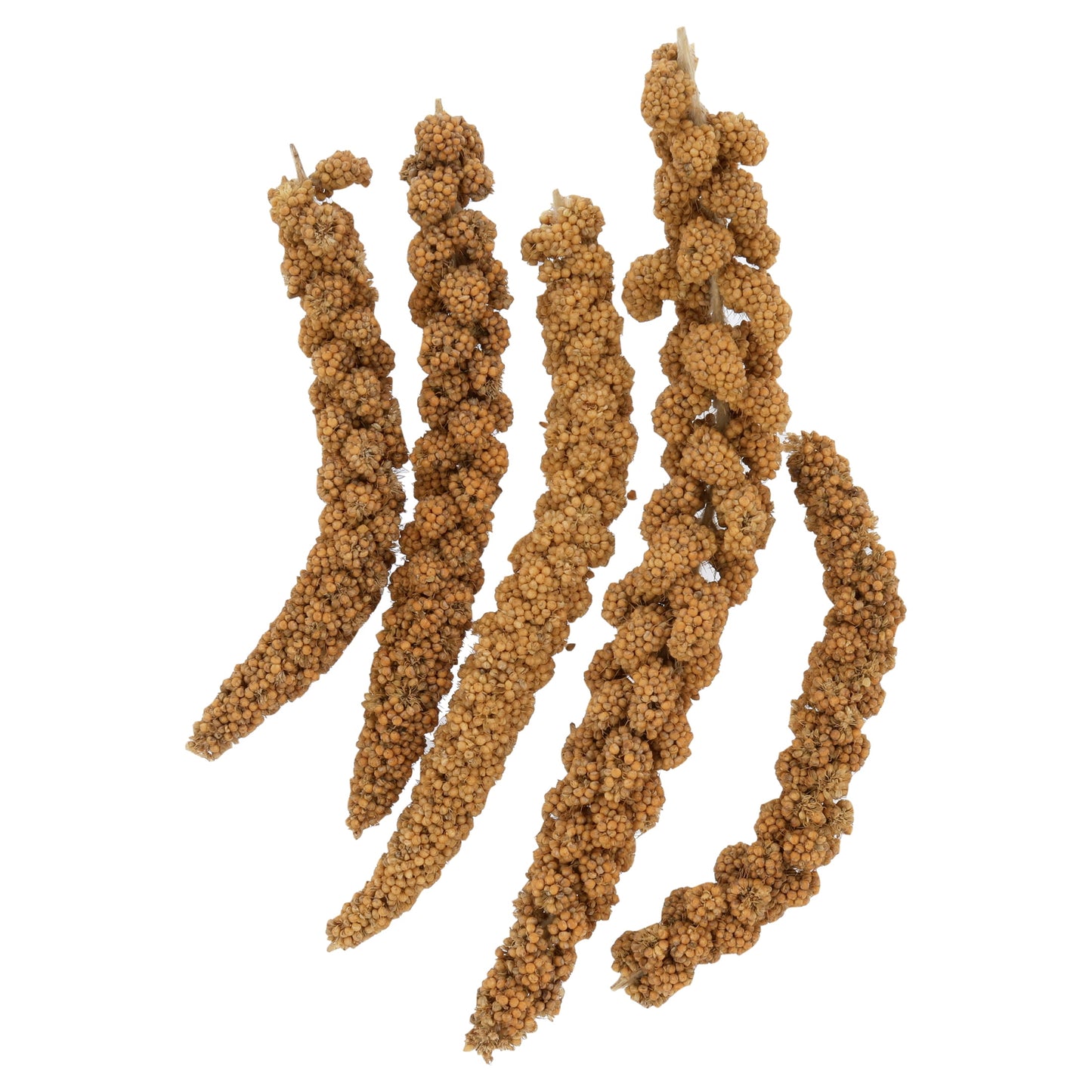 (4 pack) F.M. Brown's Extreme Spray Millet Treat 16 Oz For Parakeets, Cockatiels, and Finches