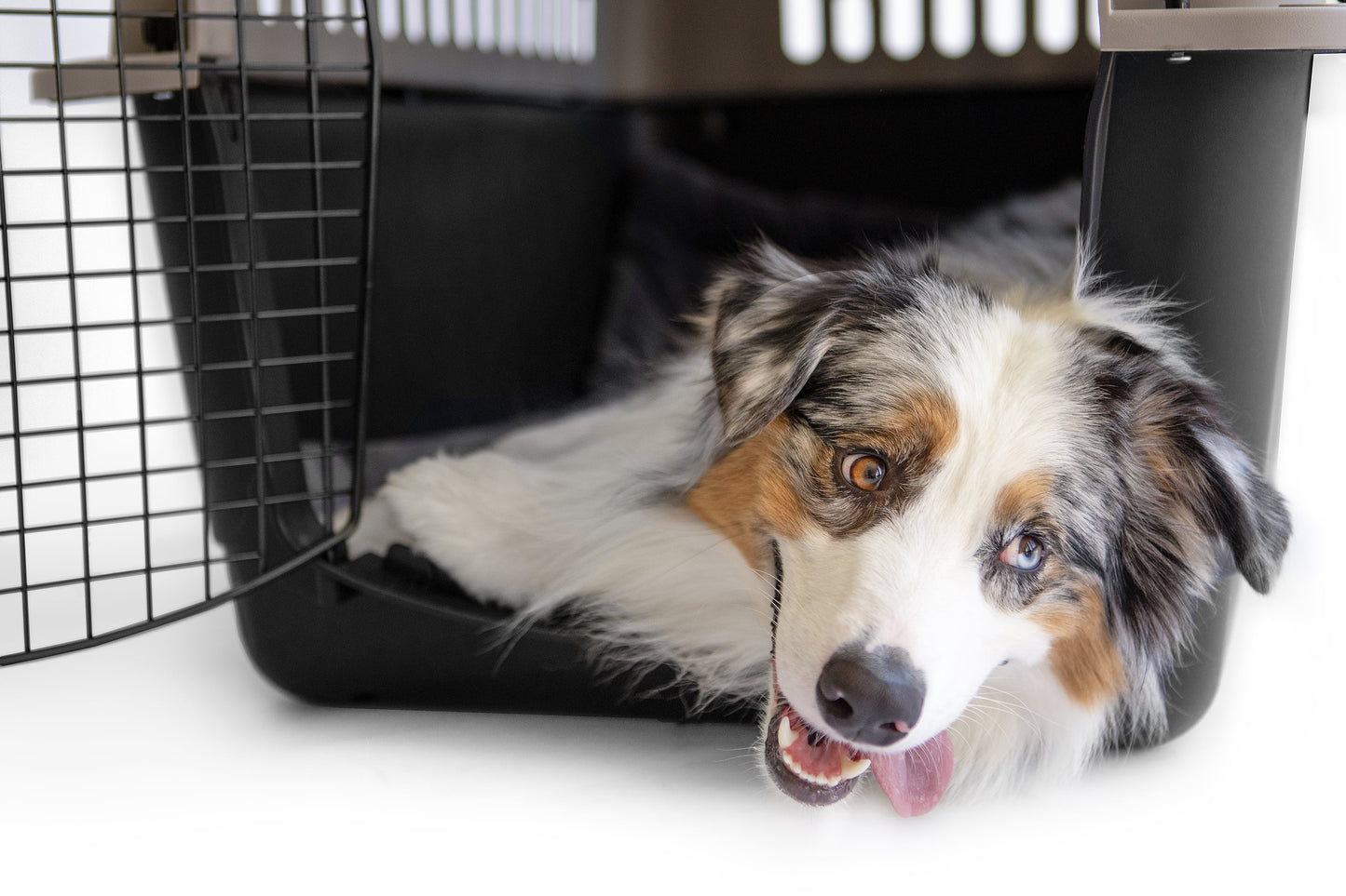 Vibrant Life Medium/Large Plastic Hard-Sided Pet Carrier, Black and Gray, 70 lb Limit