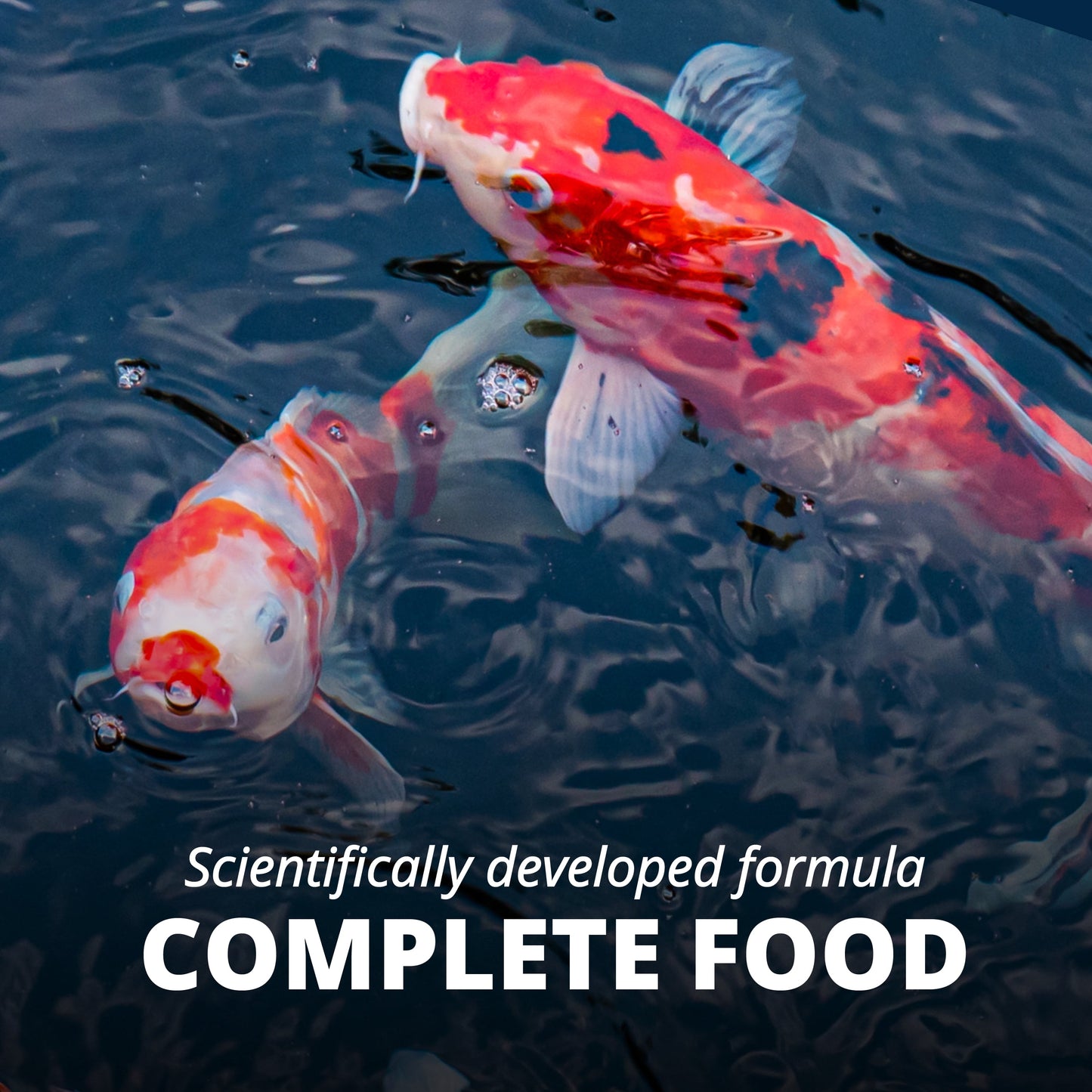 Tetra Pond Fish Food Premium Sticks Diet for Koi and Goldfish, 1.25 lbs