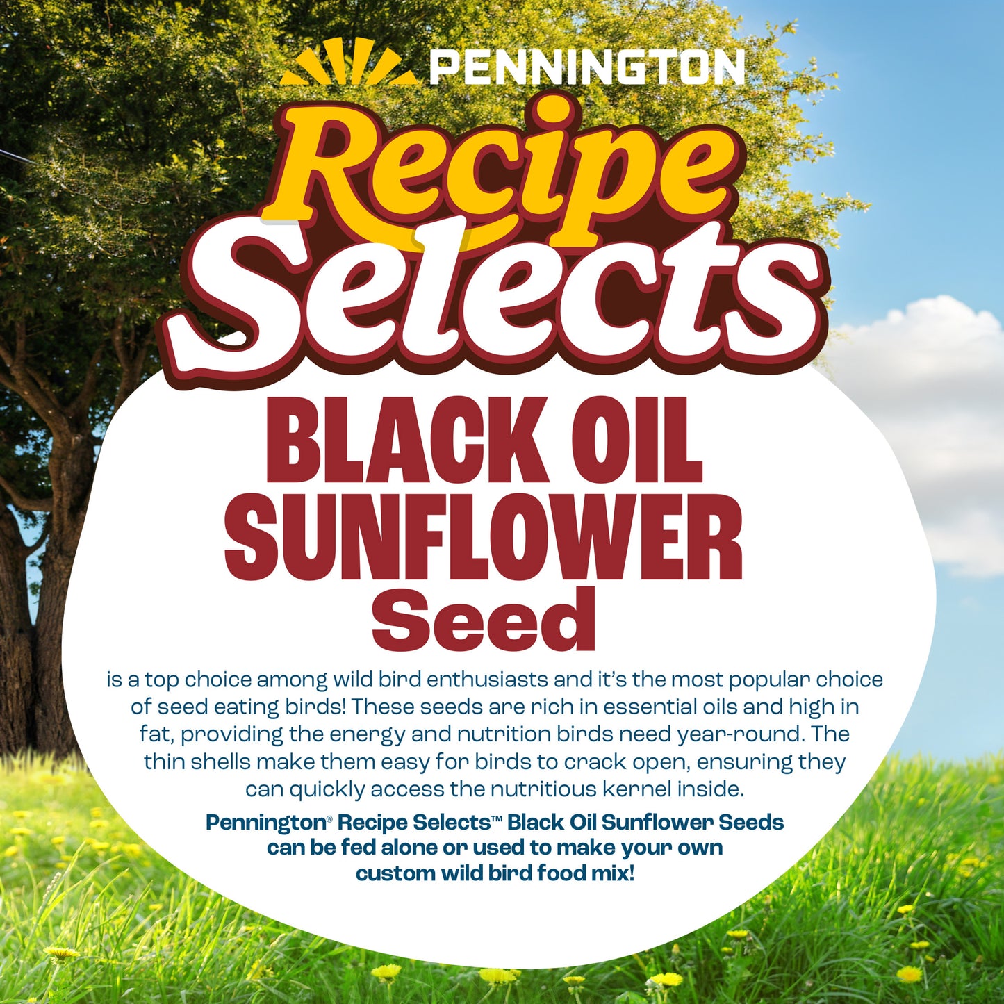 Pennington Recipe Selects Black Oil Sunflower Seed Dry Wild Bird Feed, Bird Food, 40 lb. Bag