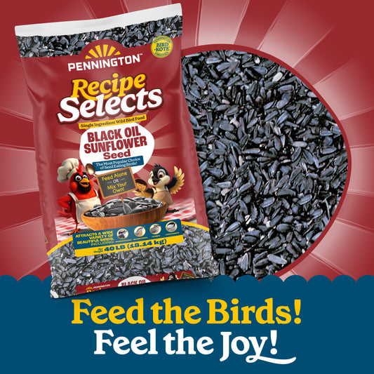 Pennington Recipe Selects Black Oil Sunflower Seed Dry Wild Bird Feed, Bird Food, 40 lb. Bag