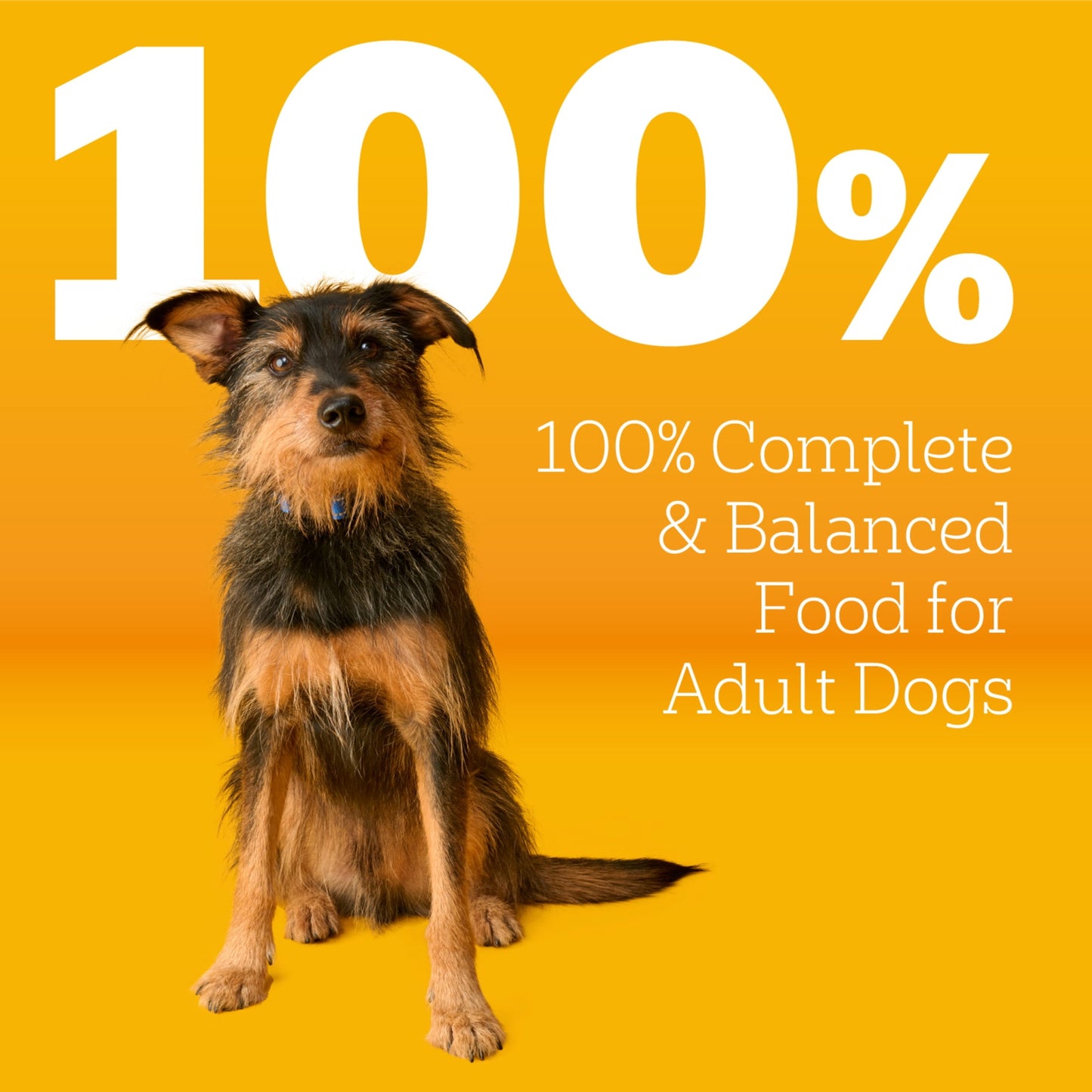 Pedigree Complete Nutrition Adult Dry Dog Food, Steak & Vegetable Flavor, 40 lb Bag
