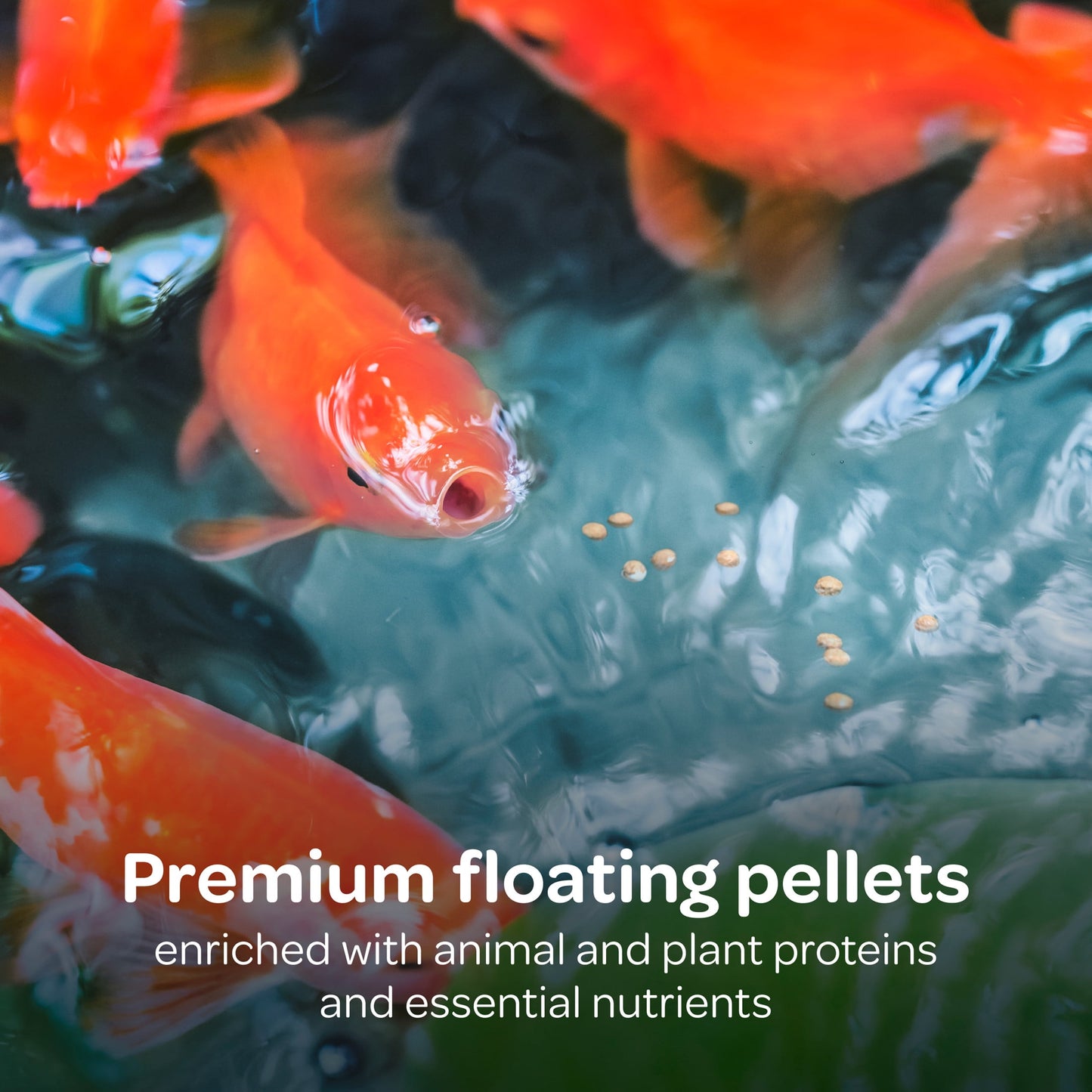 (3 pack) Kaytee Koi's Choice, Floating Fish Food 10 pounds