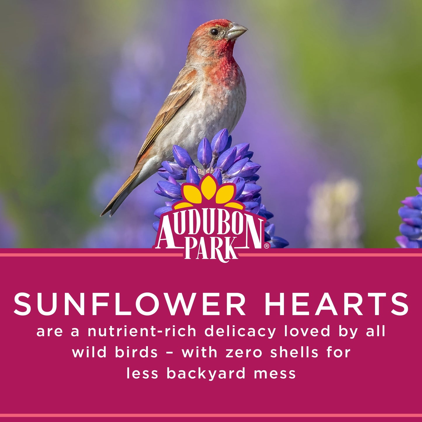 Audubon Park Sunflower Hearts Dry Wild Bird Food, 15 lb. Bag