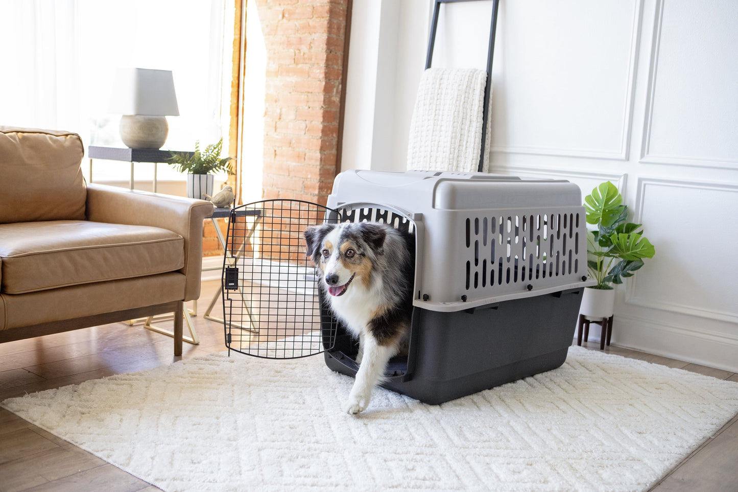 Vibrant Life Medium/Large Plastic Hard-Sided Pet Carrier, Black and Gray, 70 lb Limit