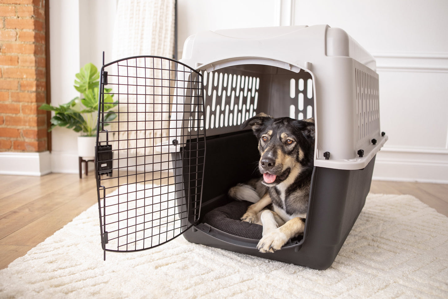 Vibrant Life Medium/Large Plastic Hard-Sided Pet Carrier, Black and Gray, 70 lb Limit